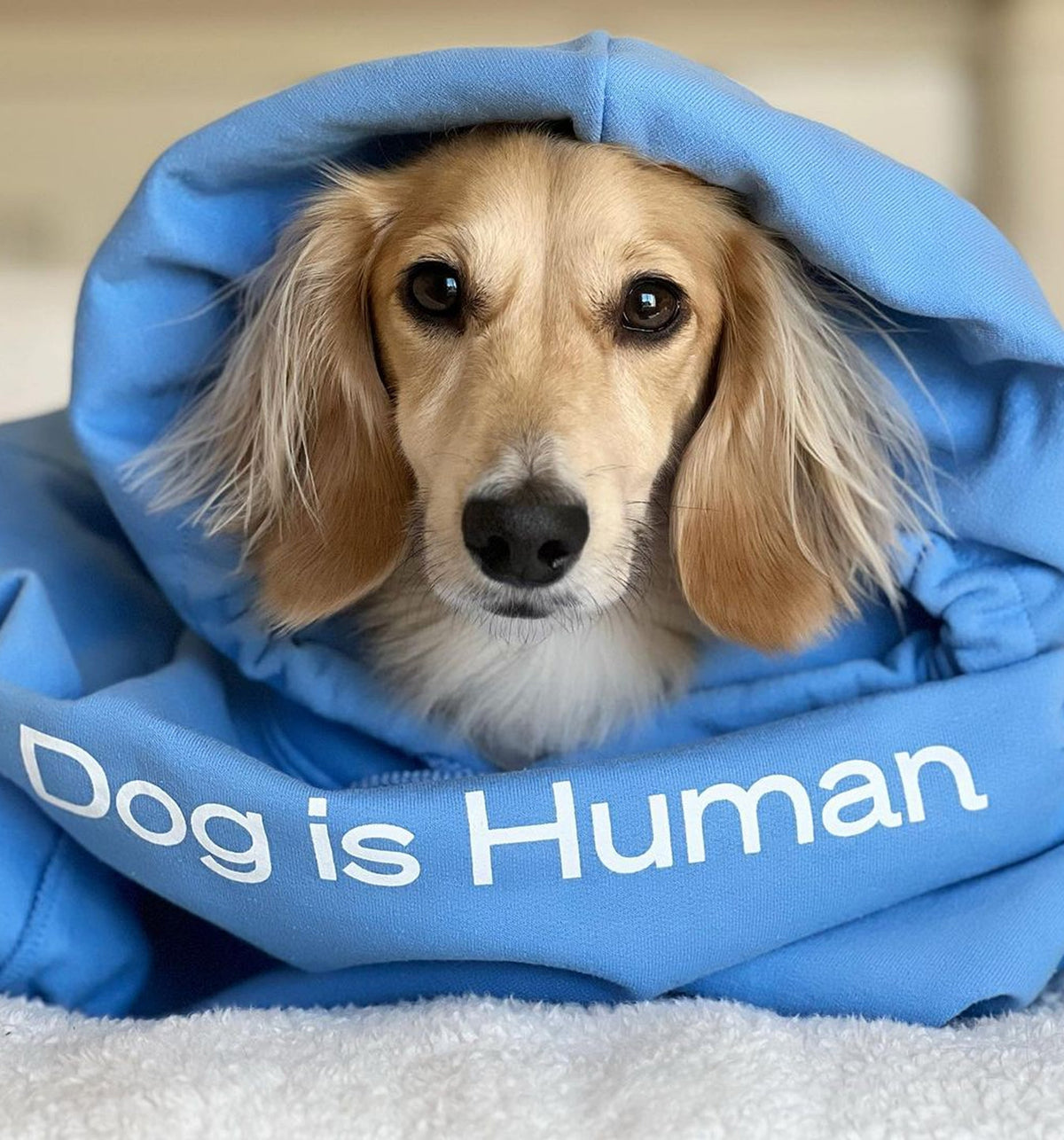 Dog is Love™ Blue Hoodie